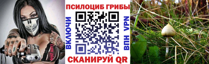 Купить где Обь Галлюциногенные грибы GOLDEN TEACHER